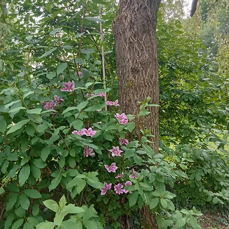 Le Clos De Sée Apartamento